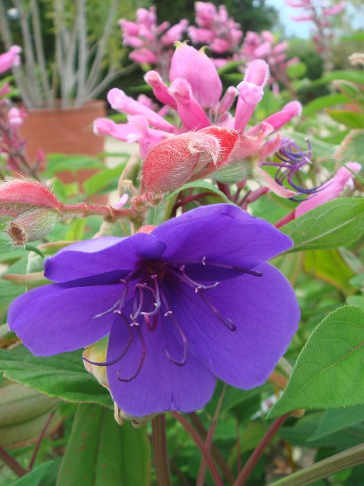 Tibouchina urvillaeana fleur (2)